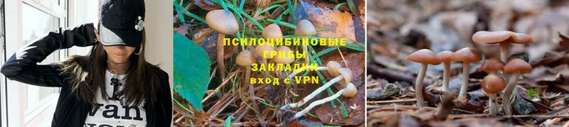 Галлюциногенные грибы MAGIC MUSHROOMS  Кохма 